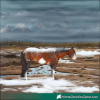 Horse Color:White Spotted Bay Tobiano Frame Rabicano 