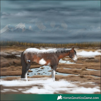 Horse Color:White Spotted Bay Tobiano Frame Rabicano