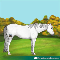 Horse Color:Gray Brown Tobiano Appaloosa 