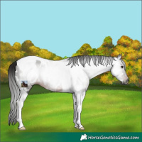 Horse Color:Gray Brown Tobiano Appaloosa 