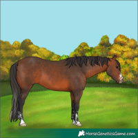 Horse Color:Brown and Bay
