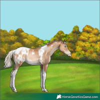 Horse Color:Gray White Spotted Silver Sable Champagne Pearl Tobiano Appaloosa Rabicano 