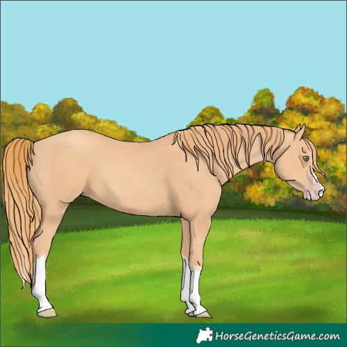 Horse Color:Gold Champagne Splash Tobiano 