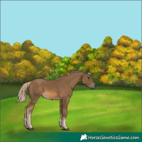 Horse Color:Chocolate Palomino 