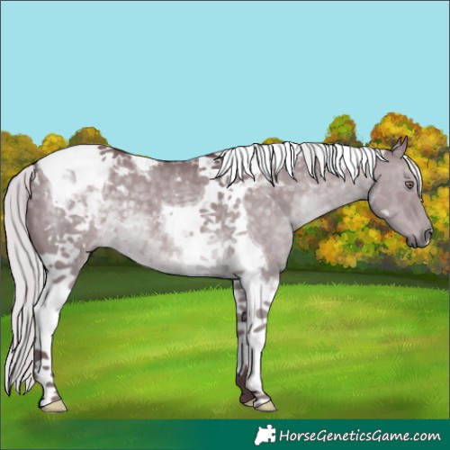 Horse Color:Chocolate Silver Black Chinchilla Tobiano 