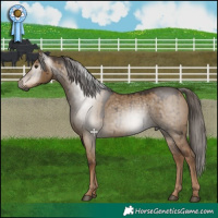 Horse Color:Gray Red Dun Brindle 