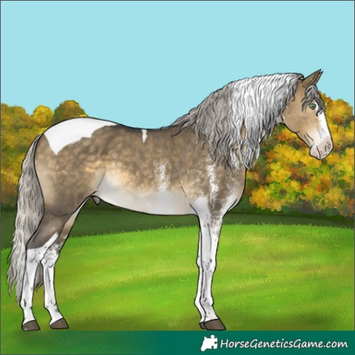 Horse Color:White Spotted Silver Buckskin Dun Splash Tobiano 