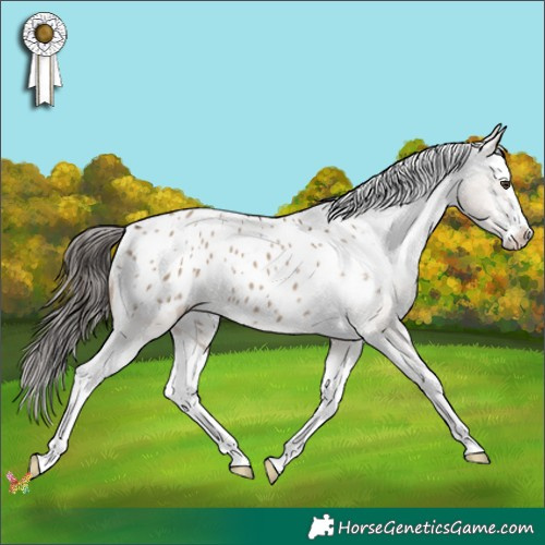 Horse Color:Liver Red Dun Splash Appaloosa 