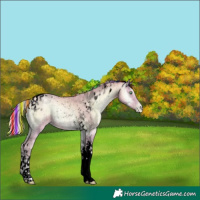 Horse Color:Void Painted Watercolor Palomino Pearl Onyx Tobiano Rabicano