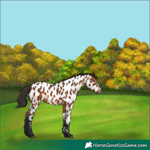 Horse Color:Bay Appaloosa 