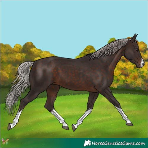 Horse Color:White Spotted Silver Brown 