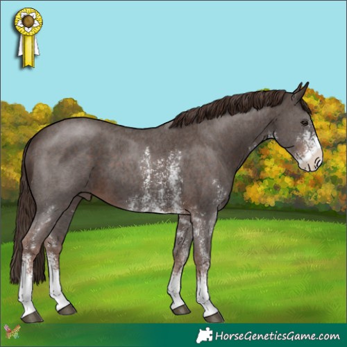 Horse Color:Liver Chestnut Sabino 