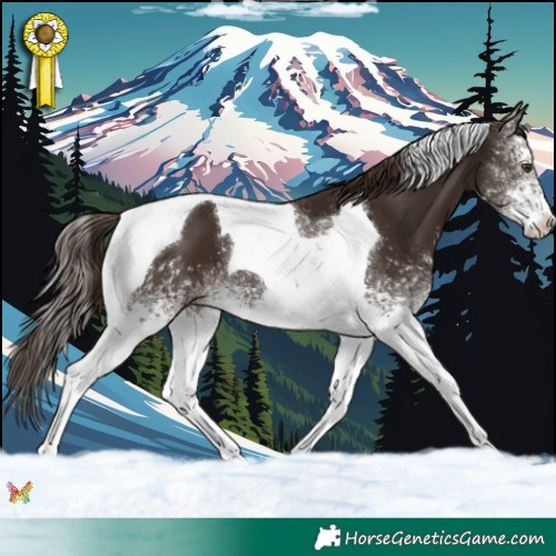 Horse Color:White Spotted Liver Chestnut Tobiano 