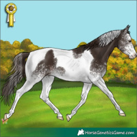 Horse Color:White Spotted Liver Chestnut Tobiano 