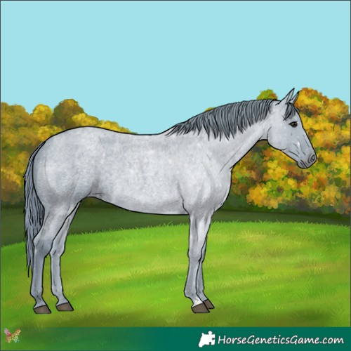 Horse Color:Watercolor Blue Roan 