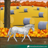 Horse Color:Liver Red Roan Mushroom Splash Tobiano Appaloosa 