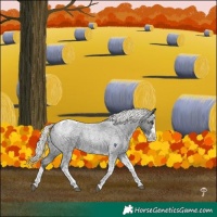 Horse Color:Liver Red Roan Mushroom Splash Tobiano Appaloosa 