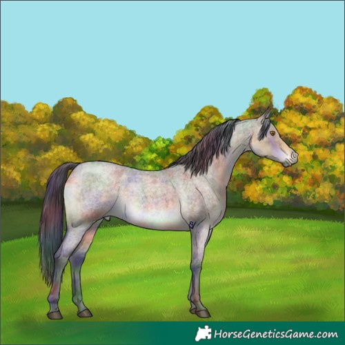 Horse Color:Nacre Buckskin Roan Dun Brindle 