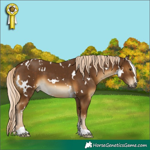 Horse Color:White Spotted Chocolate Palomino 