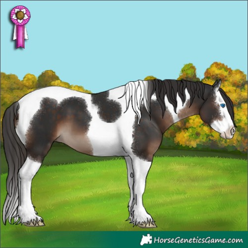 Horse Color:Liver Chestnut Splash Tobiano 