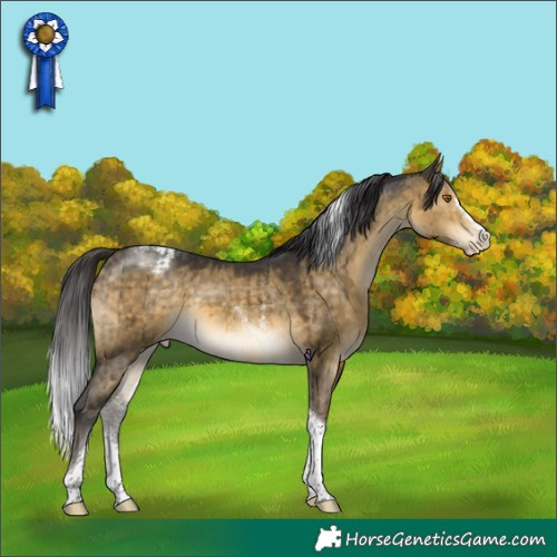 Horse Color:Buckskin Dun Sabino Splash Tobiano Appaloosa Rabicano Brindle 