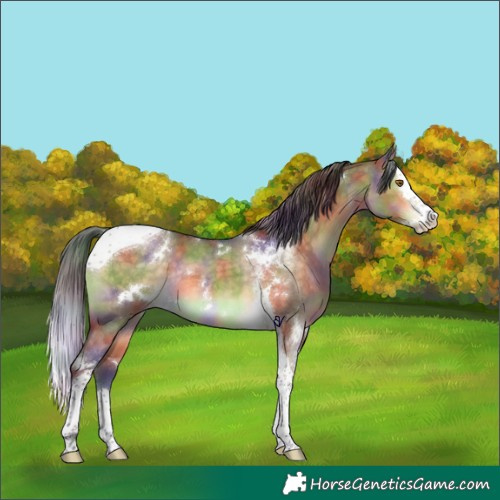 Horse Color:Nacre White Spotted Buckskin Dun Splash Tobiano Appaloosa Rabicano Brindle 