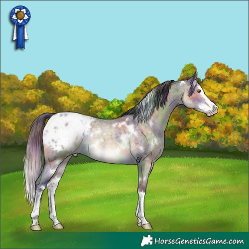 Horse Color:Nacre White Spotted Buckskin Roan Dun Splash Appaloosa Brindle 