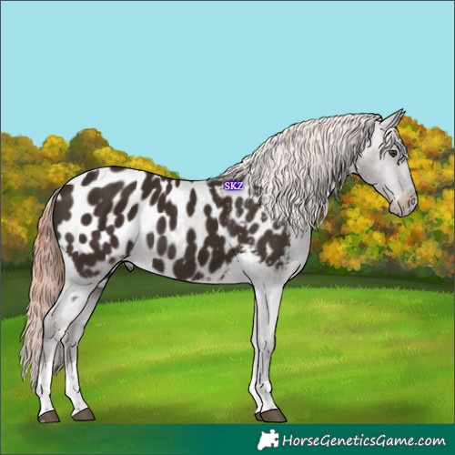 Horse Color:Liver Chestnut Tobiano Appaloosa 