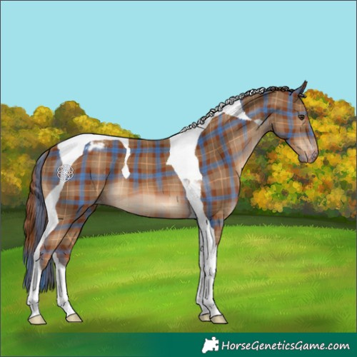 Horse Color:Plaid  Chestnut Tobiano Appaloosa 