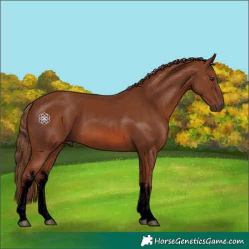 Horse Color:Void White Spotted Chestnut 