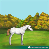Horse Color:Red Dun Tobiano Appaloosa 
