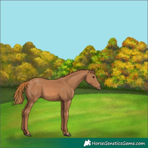 Horse Color:Chestnut 