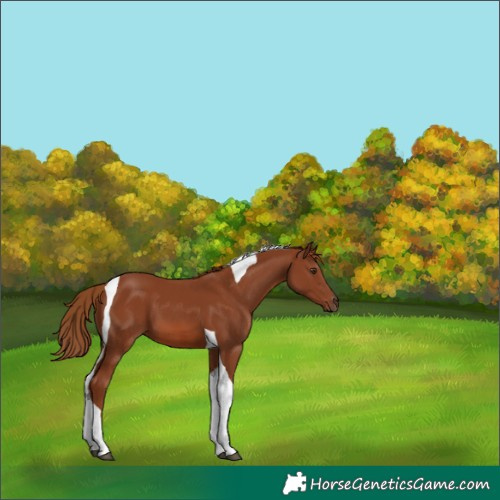 Horse Color:Chestnut Tobiano