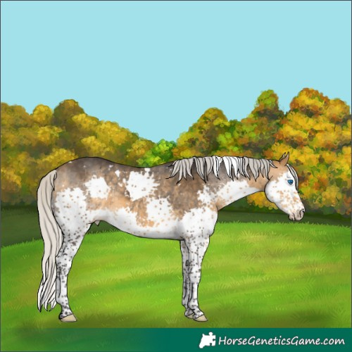 Horse Color:White Spotted Silver Buckskin Splash 