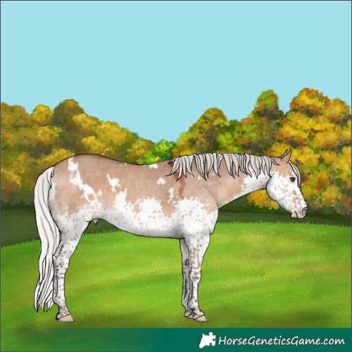 Horse Color:White Spotted Silver Brown Dun Splash 