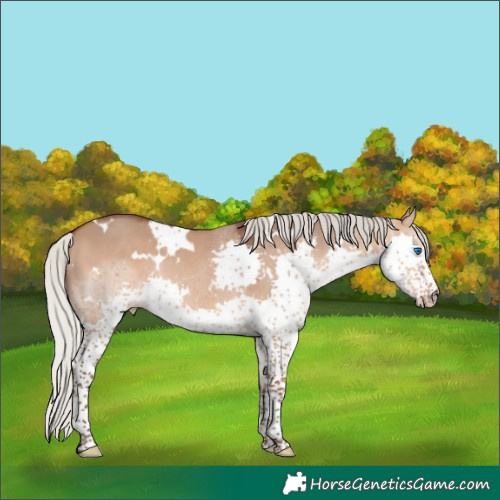 Horse Color:White Spotted Silver Brown Dun Splash 