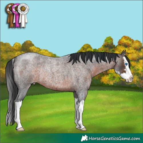 Horse Color:Brown Roan Sabino Splash Rabicano 