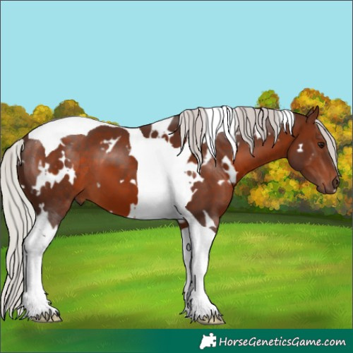 Horse Color:White Spotted Silver Brown Tobiano 