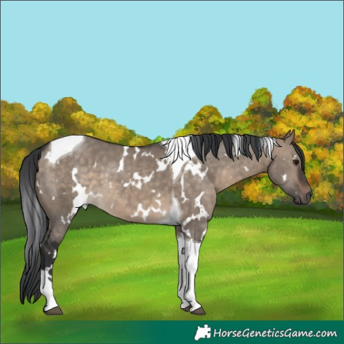 Horse Color:White Spotted Brown Dun Tobiano