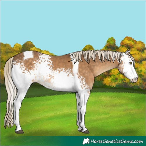 Horse Color:White Spotted Chocolate Palomino Tobiano