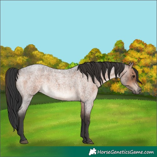 Horse Color:Brown Roan 