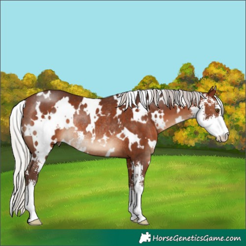 Horse Color:White Spotted Silver Brown Sabino Rabicano 