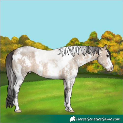 Horse Color:White Spotted Brown Dun Sabino