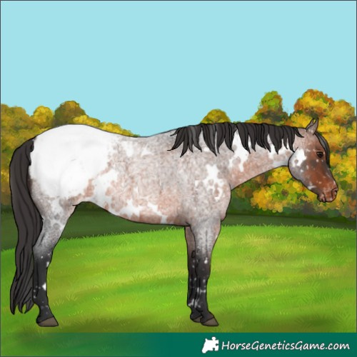 Horse Color:White Spotted Brown Roan Appaloosa Rabicano