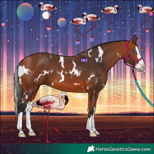 Horse Color:White Spotted Bay Splash 