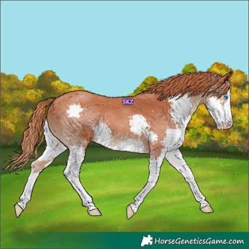 Horse Color:Chestnut Splash 