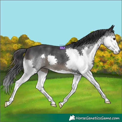 Horse Color:Black Splash 