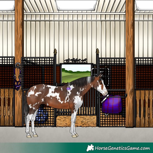 Horse Color:White Spotted Bay Splash 