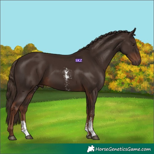 Horse Color:Liver Chestnut Sabino Rabicano 
