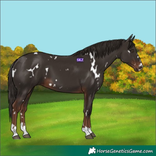 Horse Color:White Spotted Liver Chestnut 